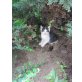 kein, Katzenbabys suchen ein neues zu Hause (gratis - Katze