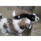kein Name, Shi-Tzu-Mittelspitz - Rüde