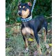 'kein-Ohr' - PENI, Pinscher - Hündin