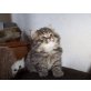 kein name, Perser - Katze