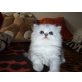 kein name, Perser - Katze