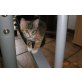 kein, weiss nicht - Kater