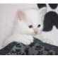 keine Angabe, Heilige Birma - Kater