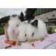 keine, Angora-Teddyzwerge - weiblich