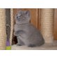 keine Name, Britisch Kurzhaarkatze - Katze