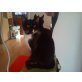 keine ahnung - Katze