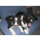 keine, border collie welpen sind da vom 6.10 Welpen - Hündin