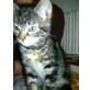 keinen, hauskatze - Kater
