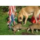 keinen namen, Malinois Welpen - Rüde
