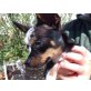 keiner, Chihuahua langhaariger Schlag - Rüde