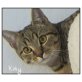 kiky,  Freche KIKY! 6 Mo/Kastr./Gechipt/Geimpft  - Katze