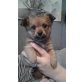 kira, Chihuahua-Pinscher Welpen - Hündin