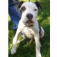 kito, Amerikanischer Staffordshire-Terrier - Rüde