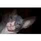 kitten, Don Sphynx - Kater