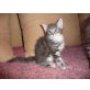 kitten, Maine Coon - Katze