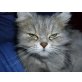 kitty, Perser Silber - Katze