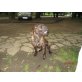 klein - groß - alt und jung, straydogs Mischlinge - Rüde