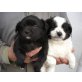 kleinbleibende Zwergspitzterrierbabies - Hündin