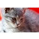 kleine Katzendame mit dem besonderen Blick - Katze