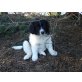 kleine Kuh ;) , Labrador Husky + Mix  - Hündin
