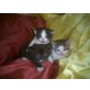 kleine süße Katzenbabys - Katze