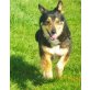 kleiner Davee, Sheltie-, Shiba-Inu-Mix sucht neues liebevolles zuhause - Rüde