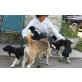 kleiner Münsterländer - Beagle Welpen - Rüde