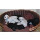 kleinere Golden Retriever Mixe Welpen - Hündin