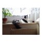 knut, Persermix - Kater