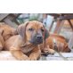 können Sie aussuchen - Welpen, Rhodesian Ridgeback Welpen - Rüde