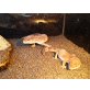 krallengecko