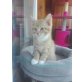 kurilen bobtail und maine coon - Kater