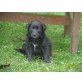 lLabrador-Golden Retriever Welpen - Rüde
