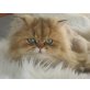 la confiserie Kitten, Perser - Katze