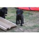 labradoodle Welpen - Rüde