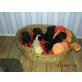 labradoodle, labrador-königspudel Welpen - Hündin