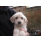 labrador,pudel Welpen - Hündin