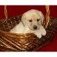 labrador retriever, Labrador Retriever - Rüde