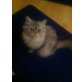 lacky, Perser - Kater
