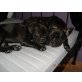 lady, Französische Bulldogge - Hündin