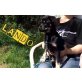 #lando, Pinscher Mix Welpen - Rüde