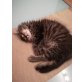 langhaarkatze - Kater