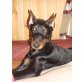 lara di modello, Dobermann Welpen - Hündin