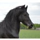 larissa, Friese - Stute