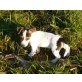 lea, Jack-Russell-Terrier - Hündin