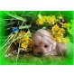 leicht Lockig nichthaarend, Maltipoo Welpen - Hündin