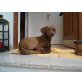 leika, labrador-mix - Hündin