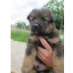 lena, Lea, Leo usw., Altdeutsche Schäferhunde - Hündin