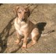 lena usw., Labrador unbekannt - Rüde