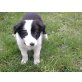 leo, Border-Collie Welpen - Rüde